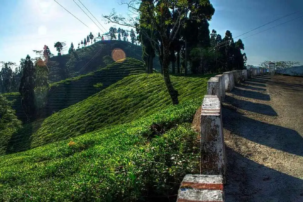 Tiger Hill Darjeeling Nature Walk Trekking Experience