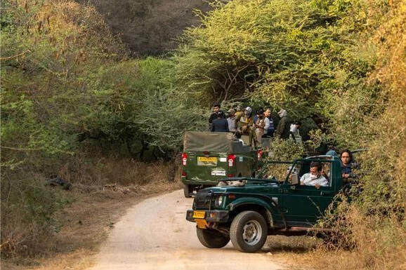 Full-Day Jawai Leopard Safari Private Tour from Udaipur with Private Round-Trip AC Transfers