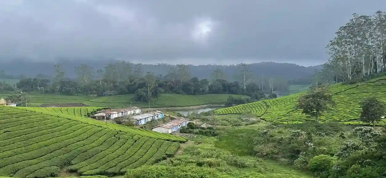 Temi Tea Experience Organic Tea Factory Visit and Tasting in South Sikkim