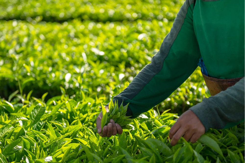 Half-Day Guided Tea Tour, Palampur