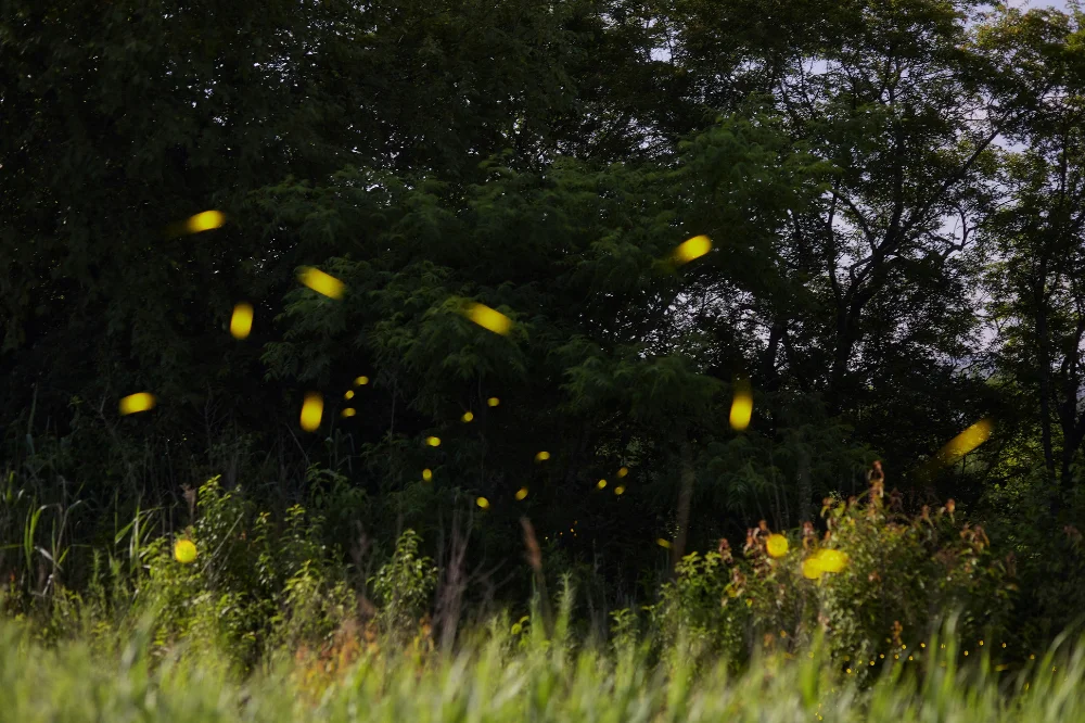 Kalavantin Night Trek with Magical Fireflies Show in Raigad