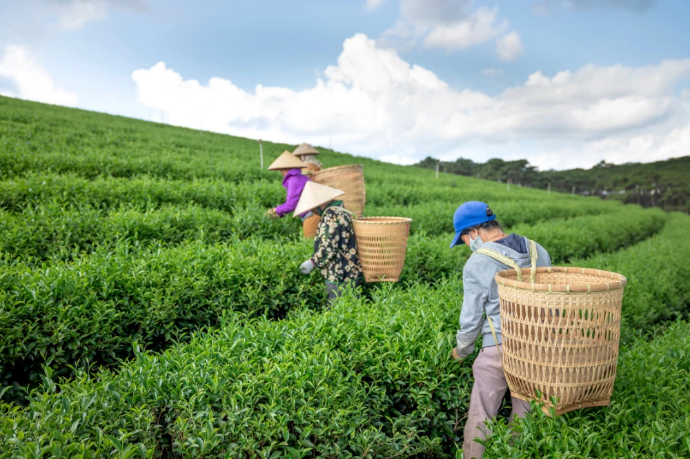 Full Day Guided Tea garden tour & Kangri Dham, Baijnath Shiv Temple
