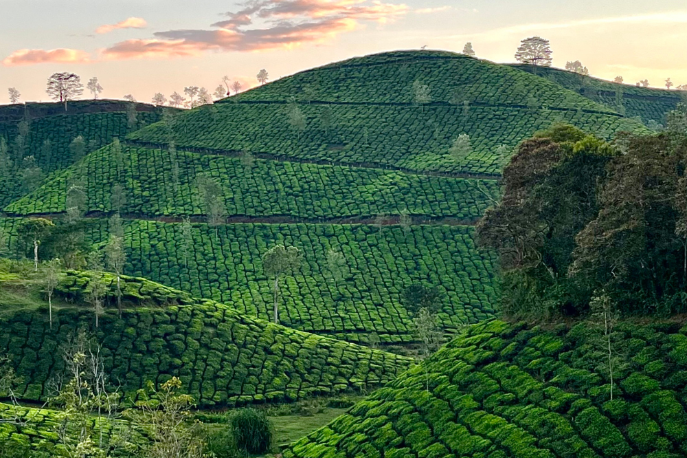 Touristic Highlights of Ooty - Guided Full Day City Sightseeing Tour by Car
