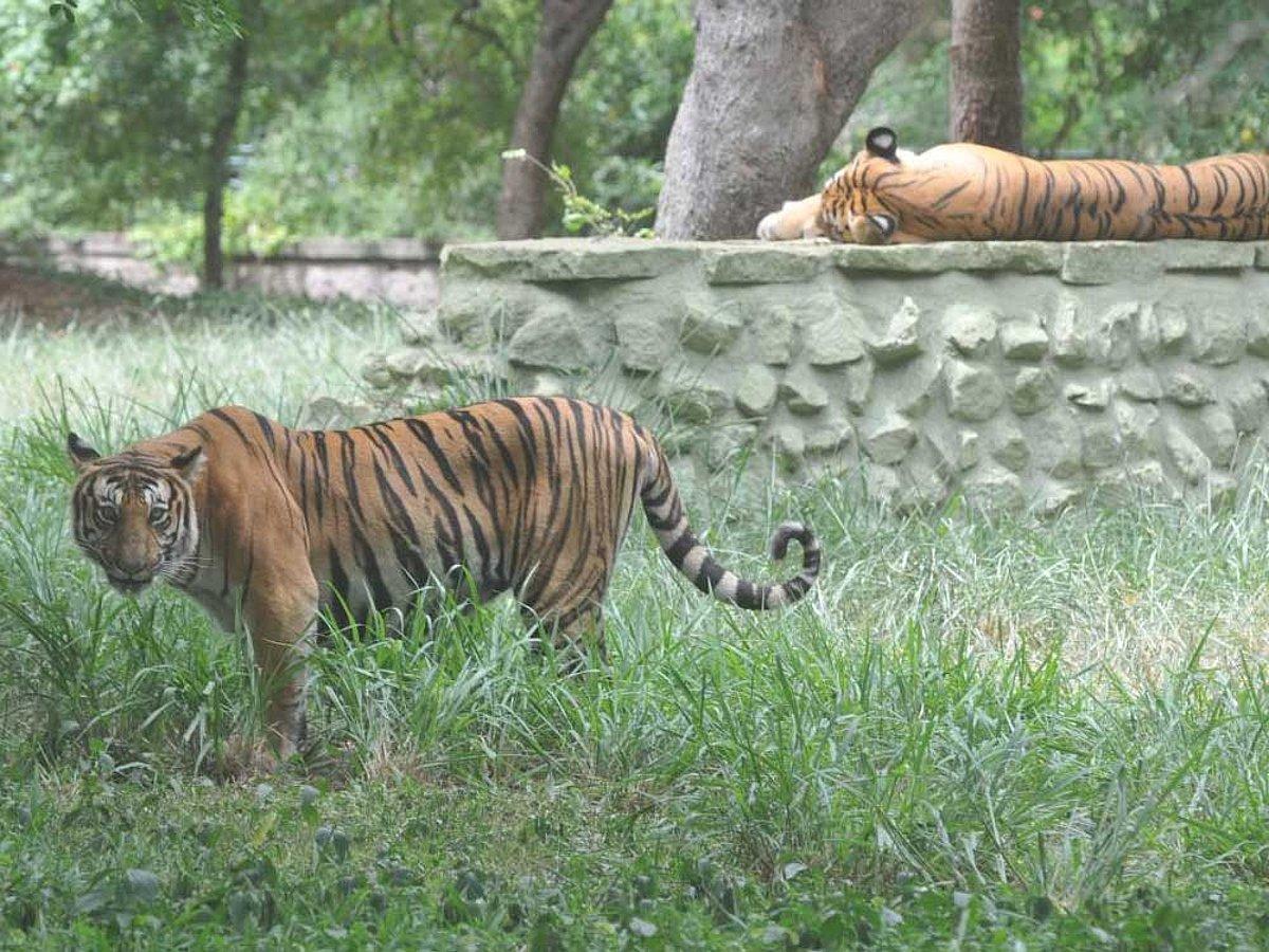 Hyderabad Zoological Park Safari