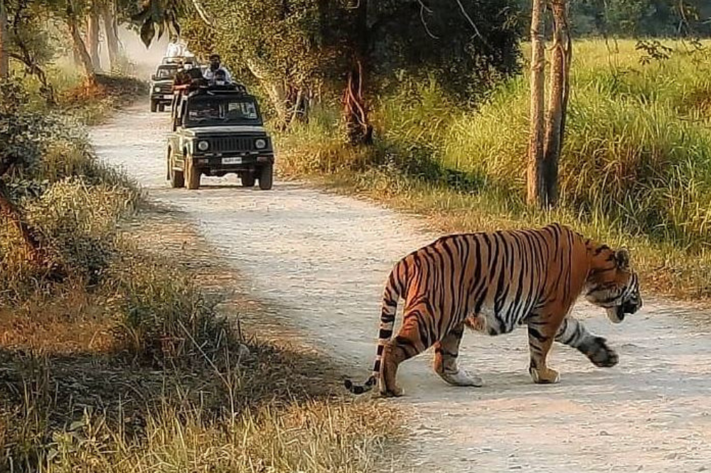 Day Trip to Kaziranga National Park - Guided Private Tour from Guwahati
