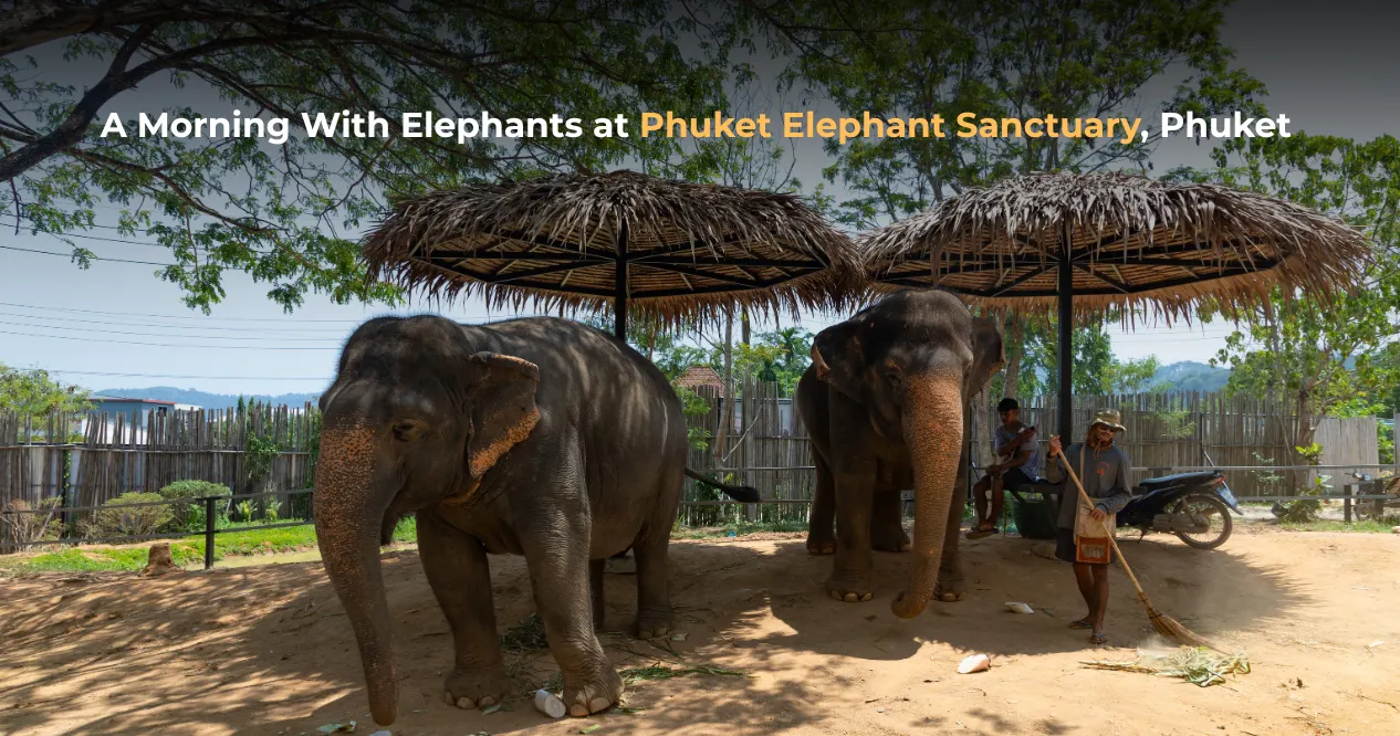 A Morning With Elephants at Phuket Elephant Sanctuary, Phuket