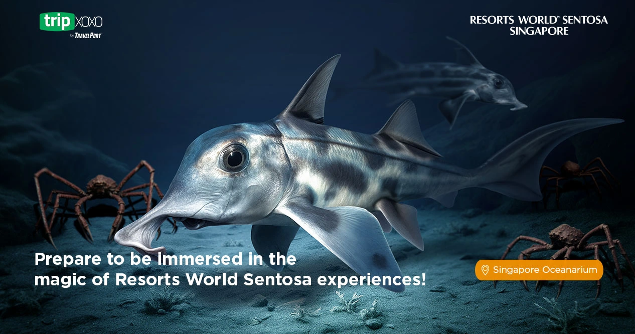 Prepare to be immersed in the magic of RWS experiences