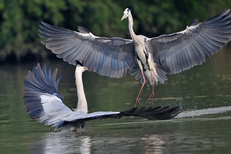 Nature & Heritage Duo : Bharatpur Bird Sanctuary & Fatehpur Sikri UNESCO Sites from Agra