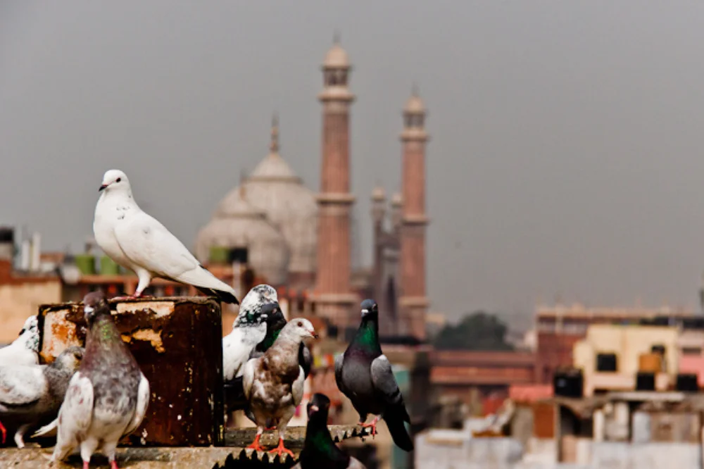 Kabootarbazi from Old Delhi's Rooftop