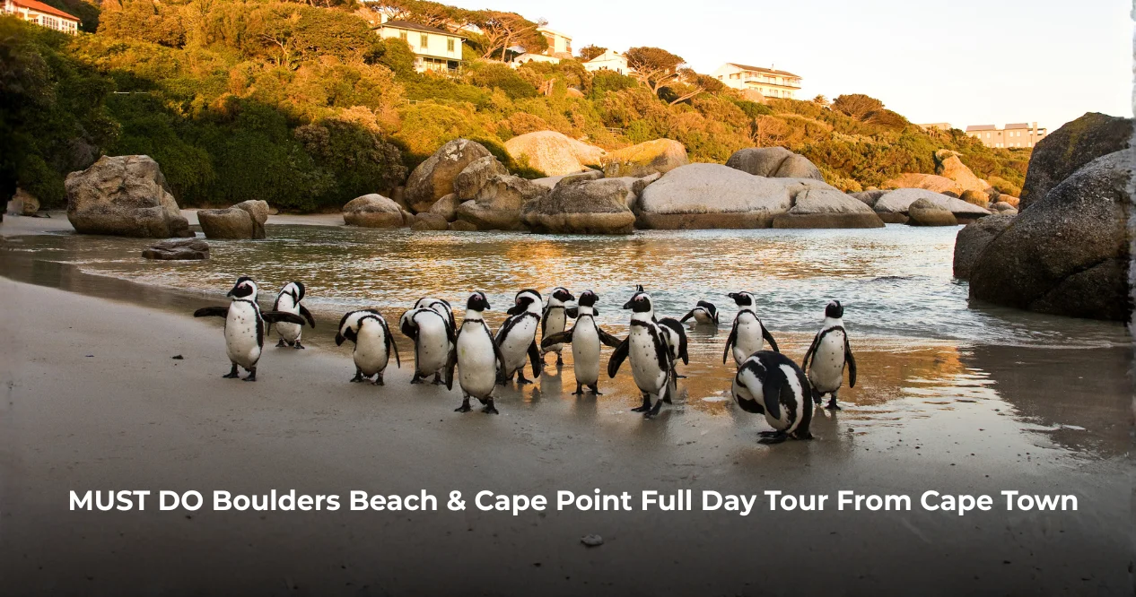 Boulders Beach & Cape Point Tour From Cape Town Visitor Guide