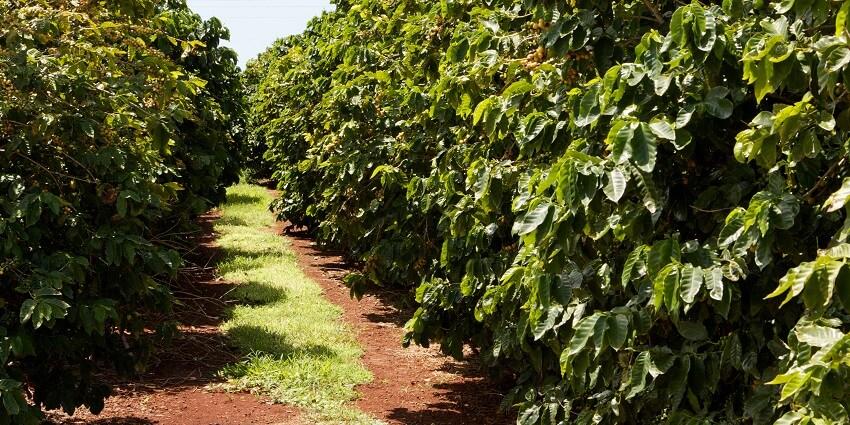 Chikmagalur 2-Day Group Tour from Bengaluru with Shared Non-AC Transfers, Meals and Homestay