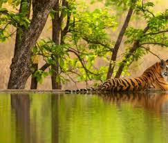 Culture to Wilderness: Khajuraho Temples & Panna Tiger Safari Complete Day Adventure