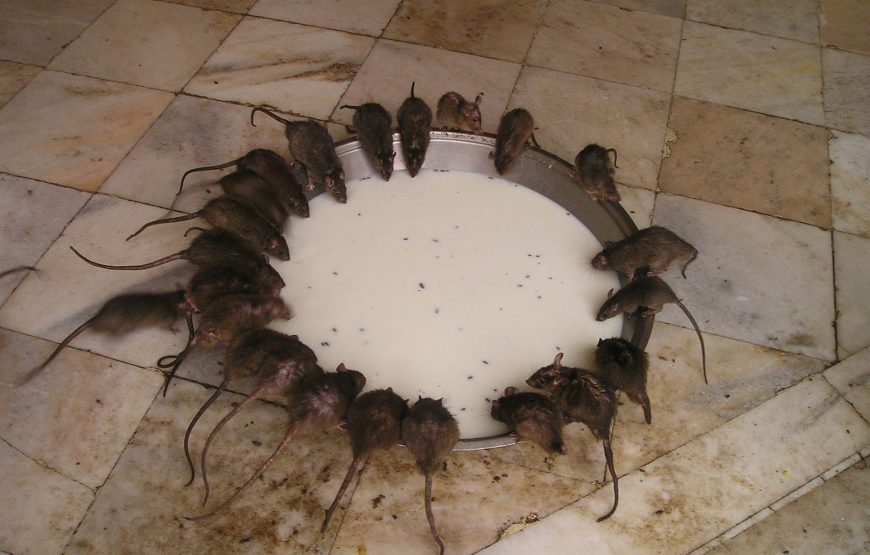 Witness India's Most Unique Temple: 25,000 Sacred Rats on Your Bikaner to Jodhpur Journey