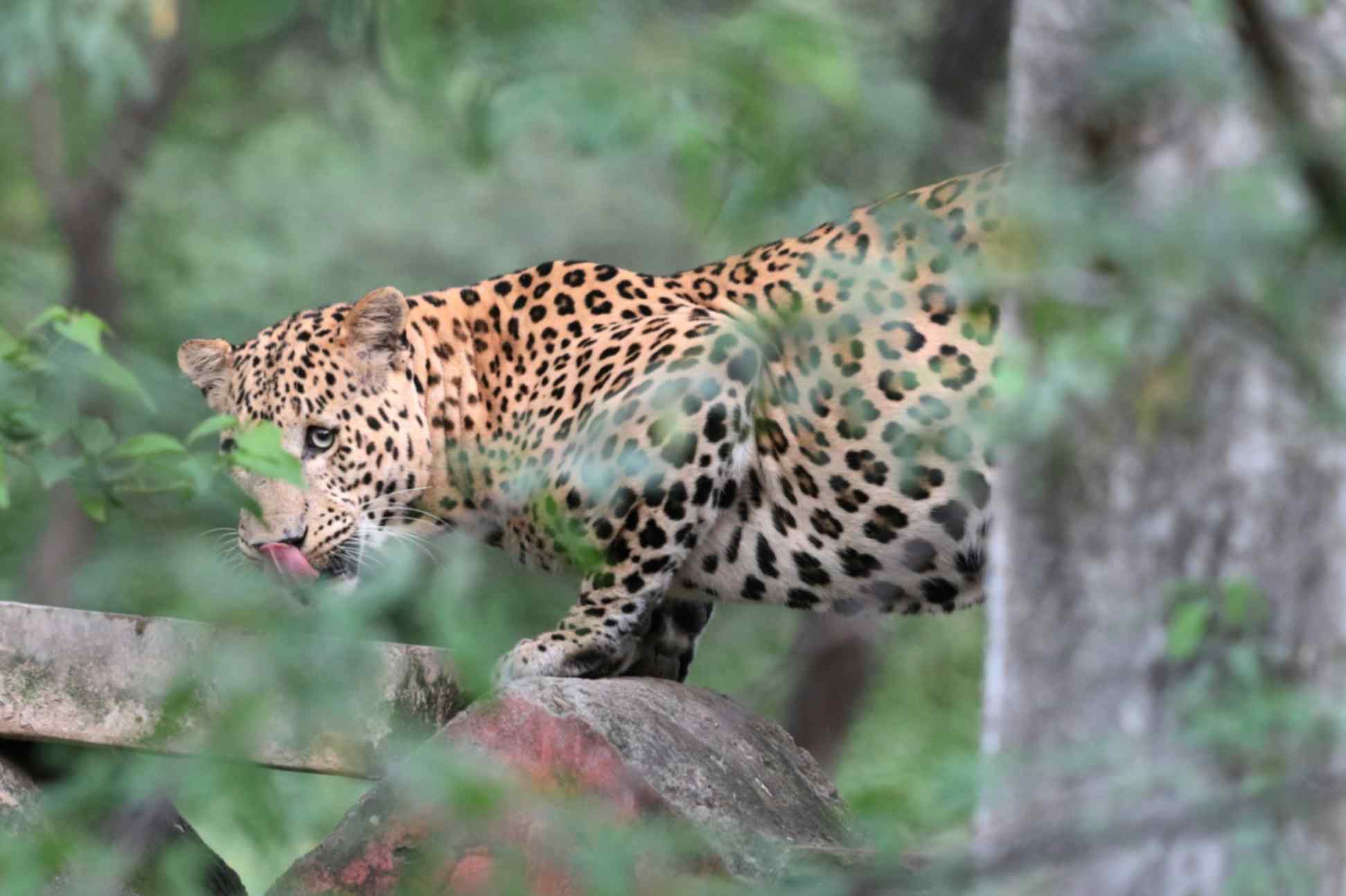 Safari in Jhalana Leopard Conservation Reserve