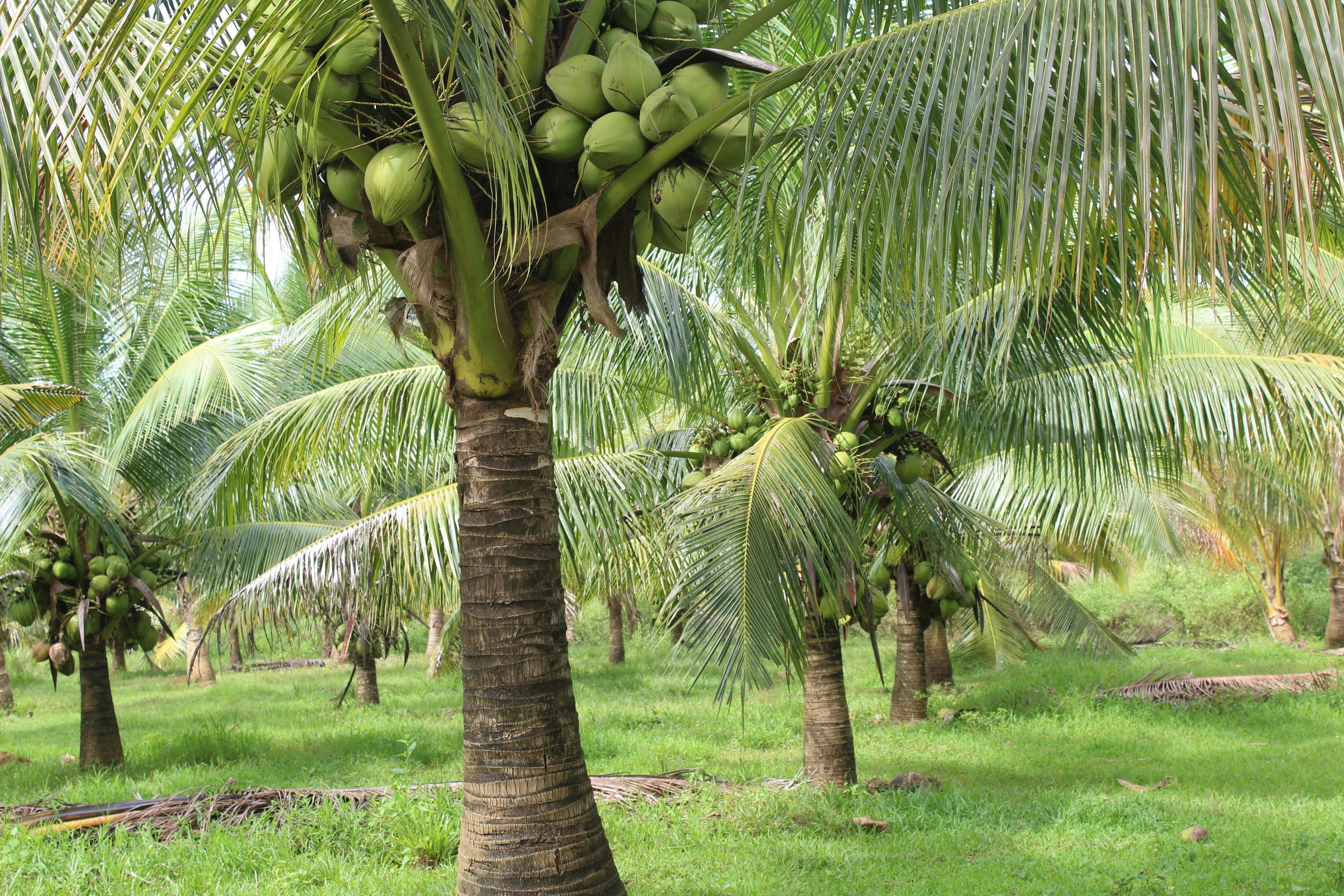 Immersive Coconut Farm Experience in Goa