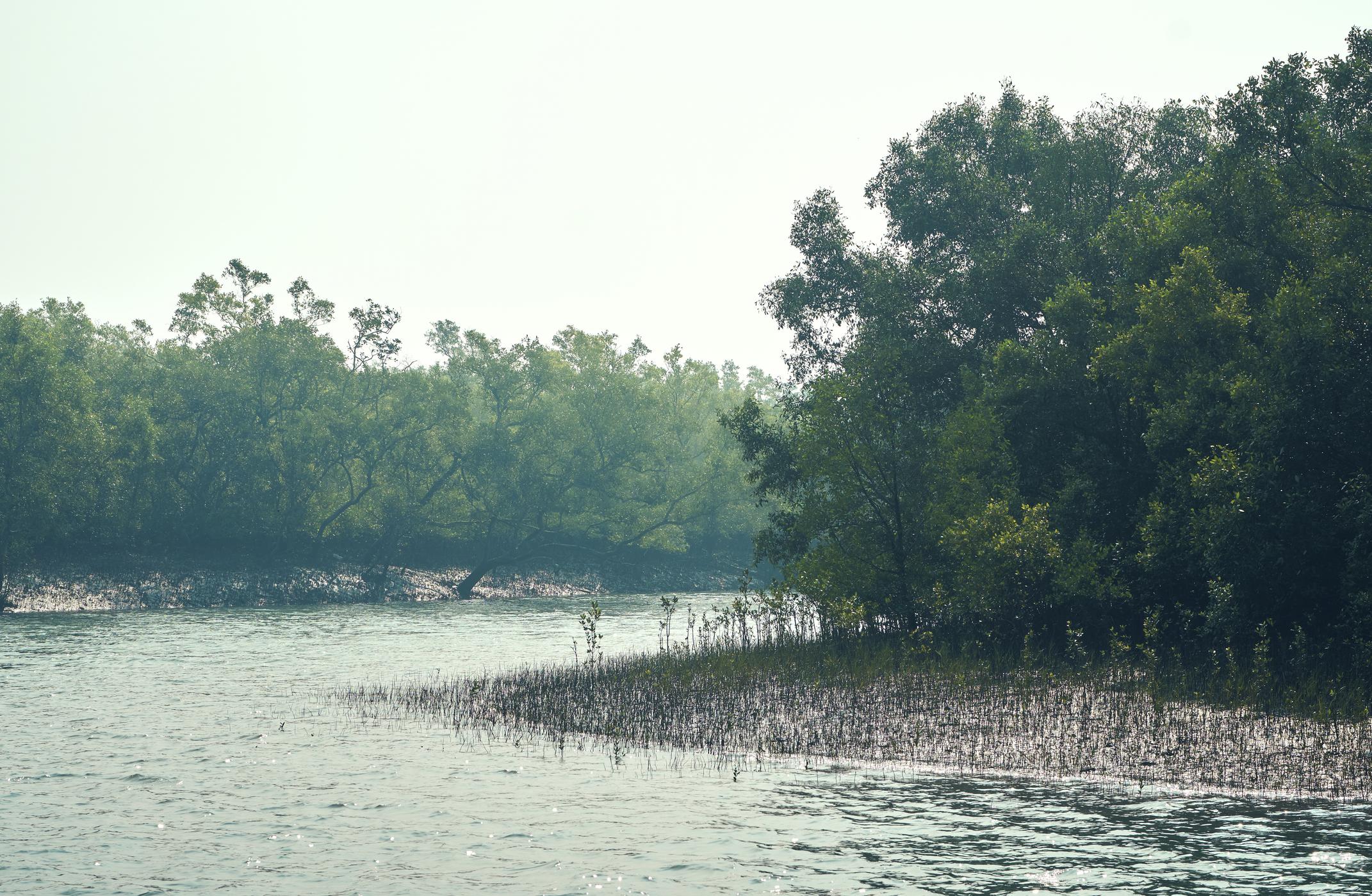 Sundarbans Day Tour from Kolkata – Boat Safari & Mangrove Forest Experience