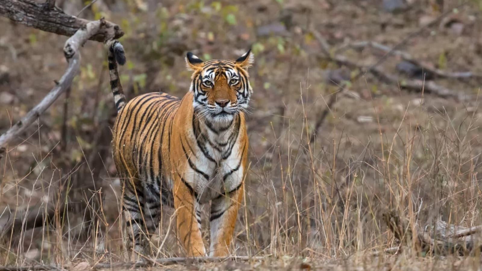 Bengal Tigers Await: Thrilling Panna Safari with River Cruise & Wildlife