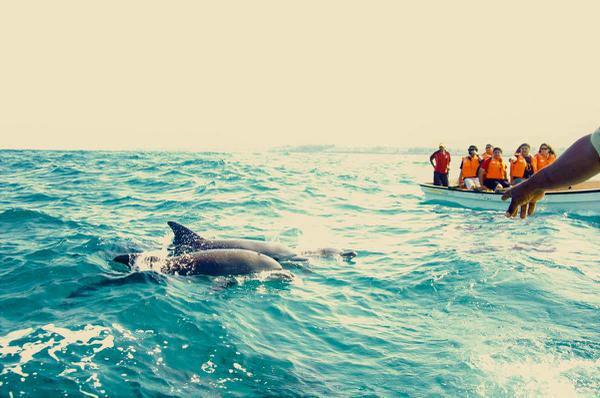 Dolphin Spotting in Coco Beach Goa